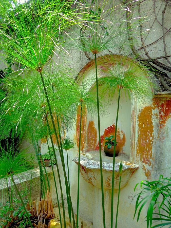 Cissus Hotel Boutique (Adults Only) Antigua Εξωτερικό φωτογραφία